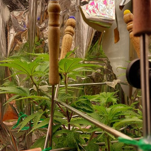 Melanie  growlog timeline photo