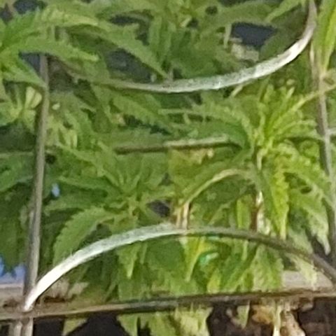 Melanie  growlog timeline photo