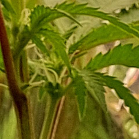 Melanie  growlog timeline photo