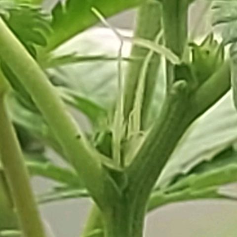 Melanie  growlog timeline photo