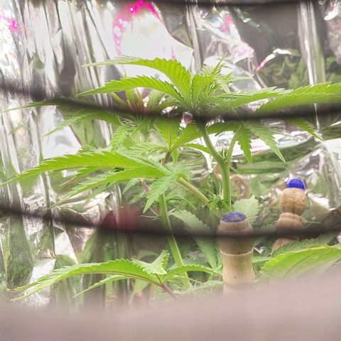 Melanie  growlog timeline photo