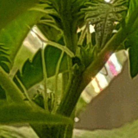 Melanie  growlog timeline photo