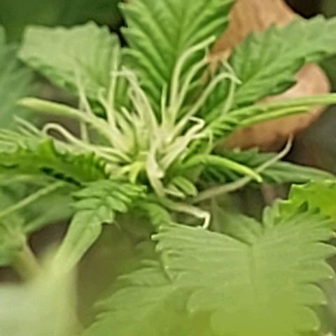 Melanie  growlog timeline photo