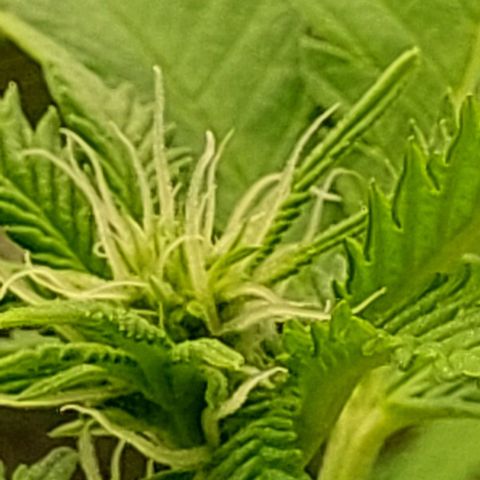 Melanie  growlog timeline photo