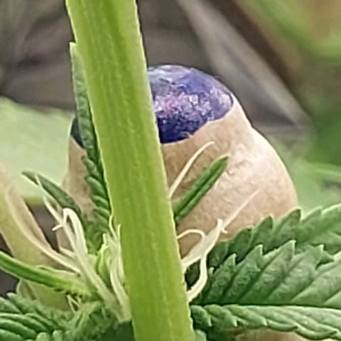 Melanie  growlog timeline photo