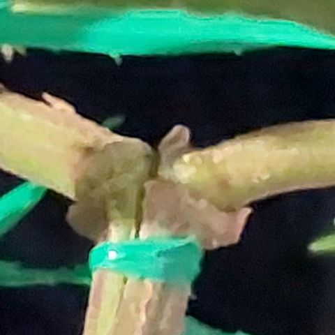 Melanie  growlog timeline photo