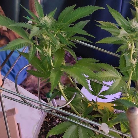 Melanie  growlog timeline photo