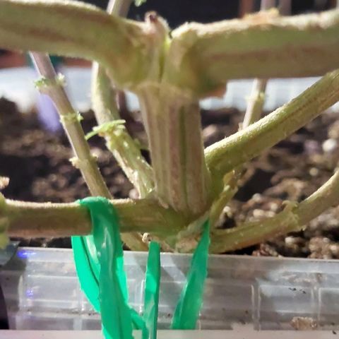 Melanie  growlog timeline photo