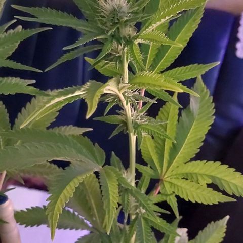 Melanie  growlog timeline photo