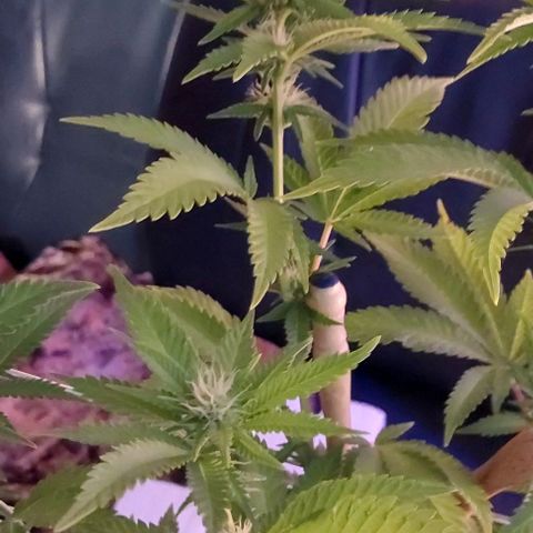 Melanie  growlog timeline photo