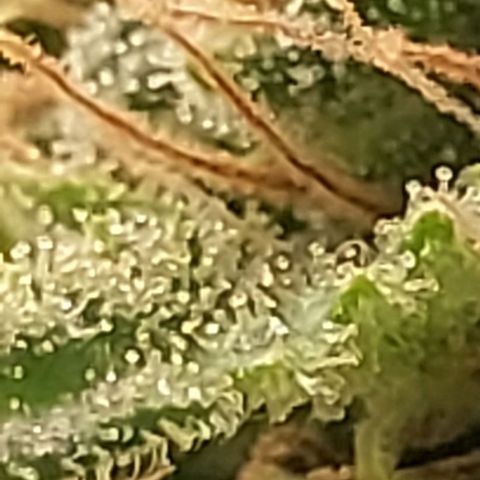 Melanie  growlog timeline photo