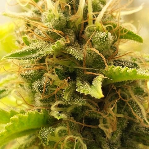 Melanie  growlog timeline photo