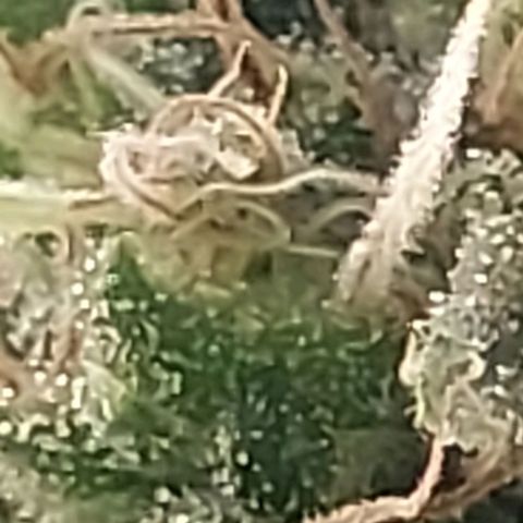 Melanie  growlog timeline photo