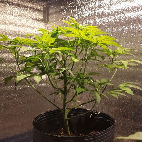 MD 1 growlog timeline photo