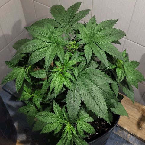 PETROLEUM 1 growlog timeline photo