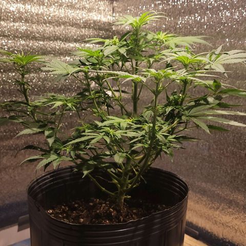 GC CBD growlog timeline photo
