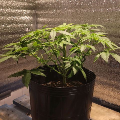 MD 2 growlog timeline photo