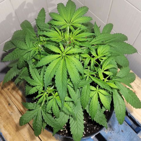 GC CBD growlog timeline photo