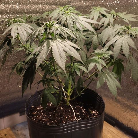 PETROLEUM 1 growlog timeline photo