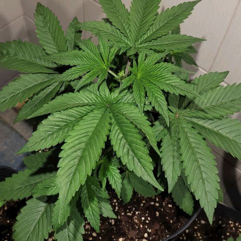 PETROLEUM 1 growlog timeline photo