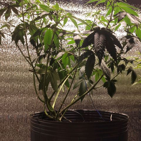 PETROLEUM 1 growlog timeline photo