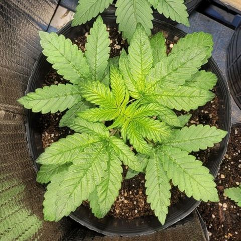 MD 1 growlog timeline photo