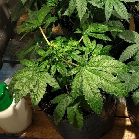 MD 1 growlog timeline photo