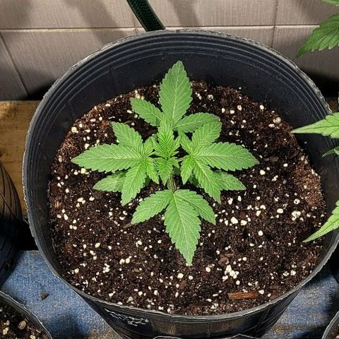 MD 2 growlog timeline photo