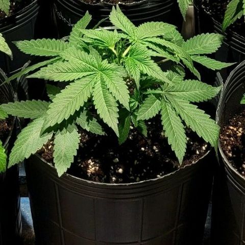 MD 2 growlog timeline photo