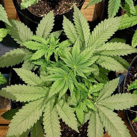 MD 2 growlog timeline photo