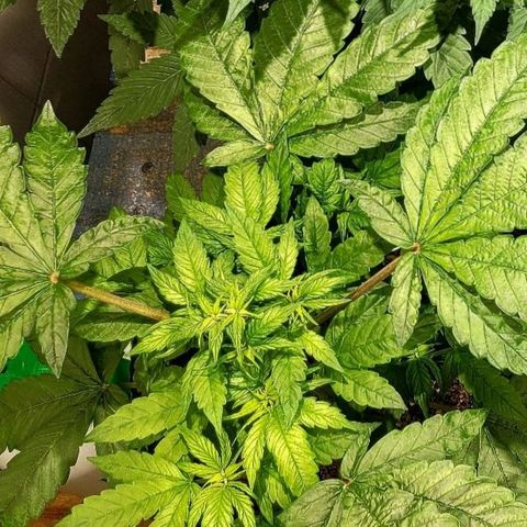 MD 1 growlog timeline photo