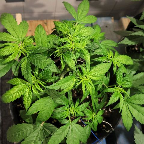 MD 1 growlog timeline photo