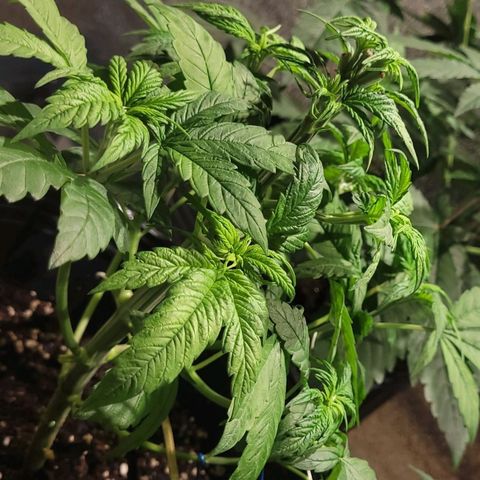 MD 1 growlog timeline photo
