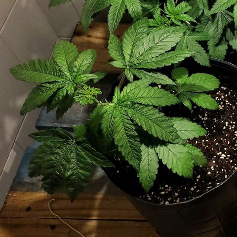 MD 1 growlog timeline photo