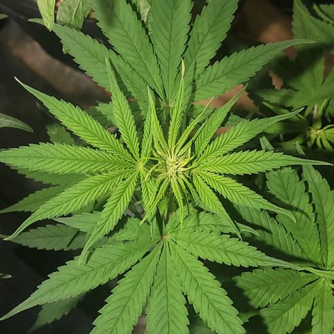 GC CBD growlog timeline photo