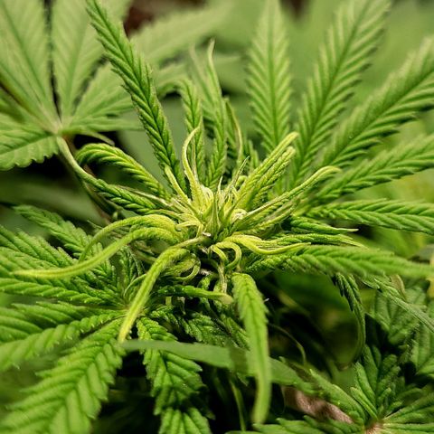 GC CBD growlog timeline photo