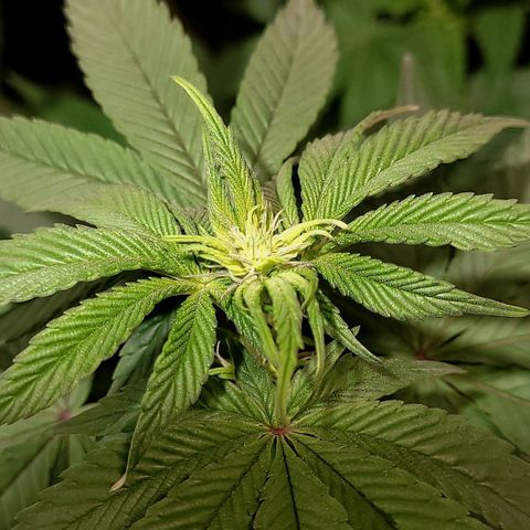 PETROLEUM 1 growlog timeline photo