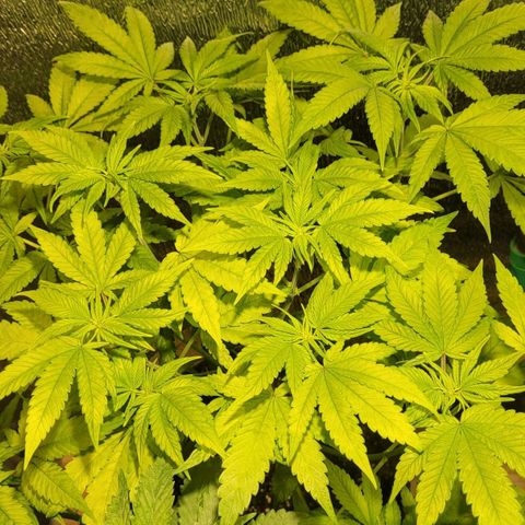 MD 1 growlog timeline photo