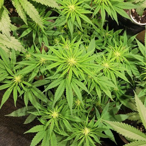 GC CBD growlog timeline photo