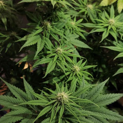 GC CBD growlog timeline photo