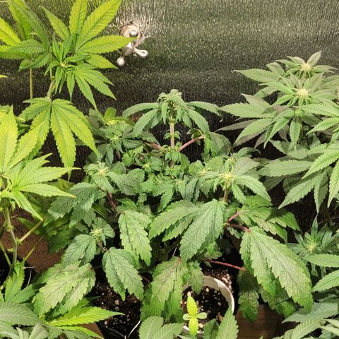 PETROLEUM 3 growlog timeline photo