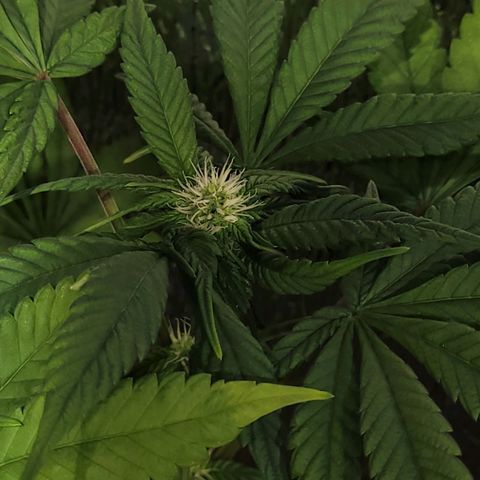 MD 1 growlog timeline photo