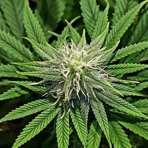 GC CBD growlog timeline photo