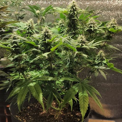 GC CBD growlog timeline photo