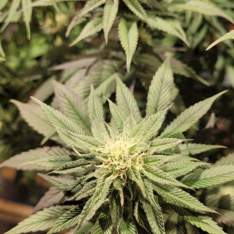 PETROLEUM 1 growlog timeline photo