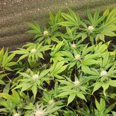 MD 1 growlog timeline photo