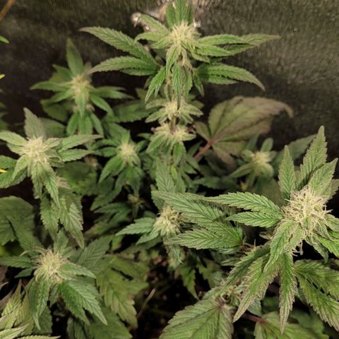 PETROLEUM 3 growlog timeline photo