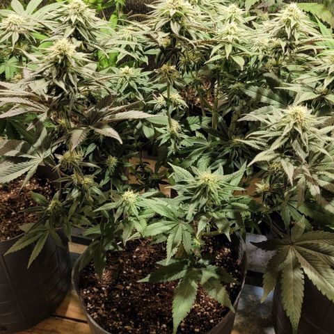 PETROLEUM 1 growlog timeline photo