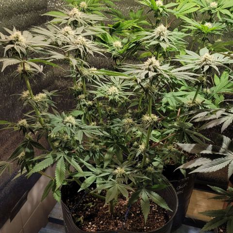 MD 2 growlog timeline photo