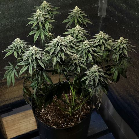 PETROLEUM 1 growlog timeline photo